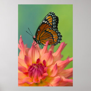 A Viceroy Butterfly on a Zinnia Poster
