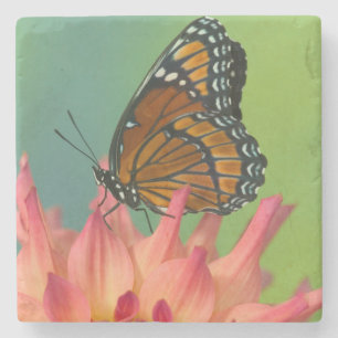 A Viceroy Butterfly on a Zinnia Stone Coaster