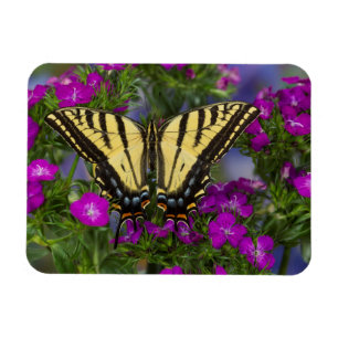 A Viceroy Butterfly on Dark Pink Flowers Magnet