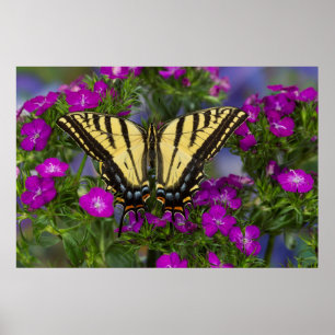 A Viceroy Butterfly on Dark Pink Flowers Poster
