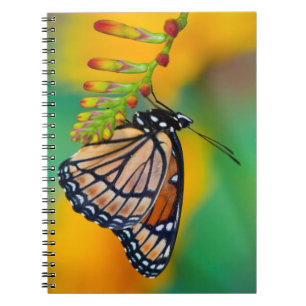 A Viceroy Butterfly on Flowers Notebook