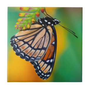 A Viceroy Butterfly on Flowers Tile