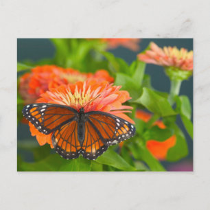 A Viceroy Butterfly on Orange Zinnias Postcard