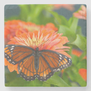 A Viceroy Butterfly on Orange Zinnias Stone Coaster
