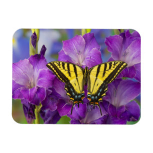 A Viceroy Butterfly on Purple Glads Magnet