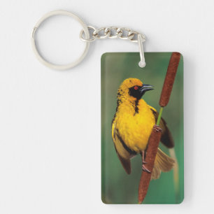 A Village Weaver calling while perched on a reed Key Ring