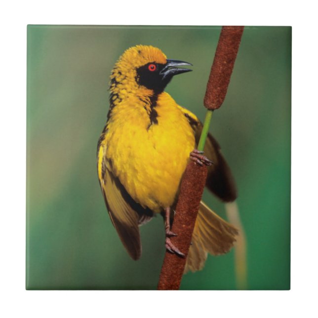 A Village Weaver calling while perched on a reed Tile (Front)