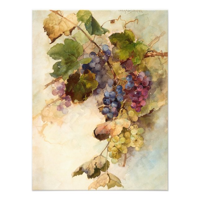 A Vine of Grapes by Franz Bischoff Photo Print (Front)