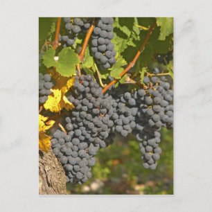 A vine with ripe Merlot grape bunches - Chateau Postcard