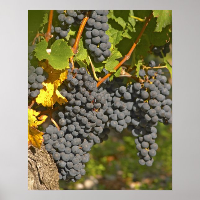 A vine with ripe Merlot grape bunches - Chateau Poster (Front)