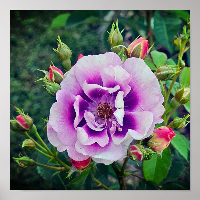 A violet rose poster (Front)