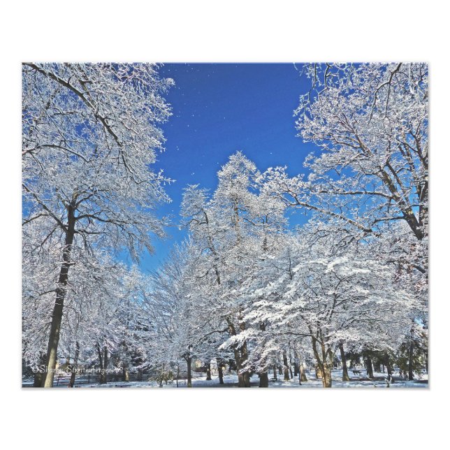 A VISION IN WHITE / FIRST SNOWFALL TURNS TREES ALL PHOTO PRINT (Front)