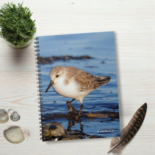 A Wandering Sanderling Notebook