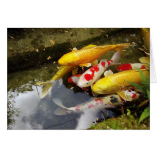 A waterway full of Japanese koi carps