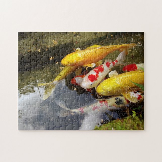 A waterway full of Japanese koi carps Jigsaw Puzzle (Horizontal)