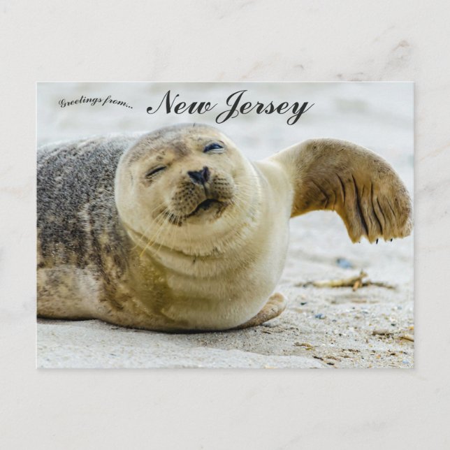 A Wave and a Wink From a Seal in New Jersey Postcard (Front)
