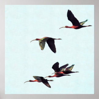 A Wedge of Ibises In Flight Poster
