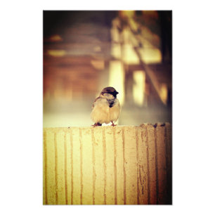 A Wee Sparrow Photo Print