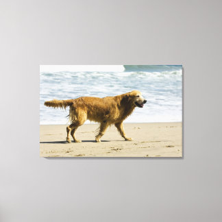 A wet dog at the beach. canvas print