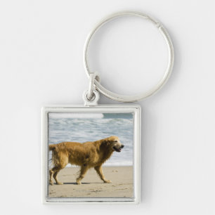 A wet dog at the beach. key ring