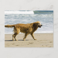 A wet dog at the beach.
