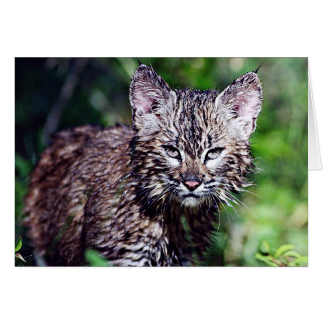 A Wet Little Bobcat Kitten (Front Horizontal)