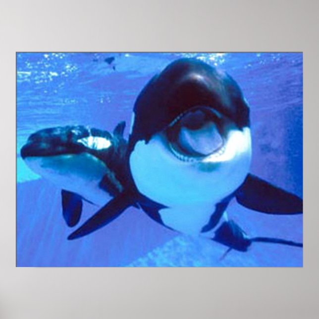 A Whale of a Time Poster (Front)