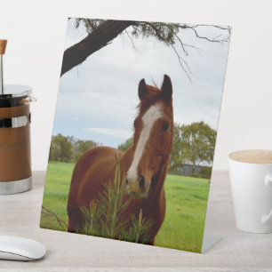 "A Whiff of Nature: A Chestnut Horse and Banksia,  Pedestal Sign