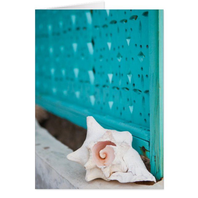 A White And Pink Jamaican Sea Shell Sits Alone (Front)