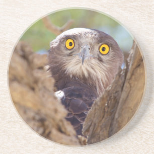 A White-breasted Snake Eagle Coaster