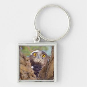 A White-breasted Snake Eagle Key Ring
