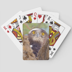 A White-breasted Snake Eagle Playing Cards