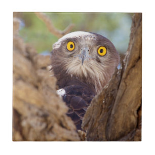 A White-breasted Snake Eagle Tile