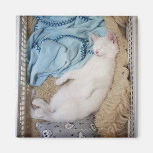 A white cat sleeping in a laundry basket, magnet