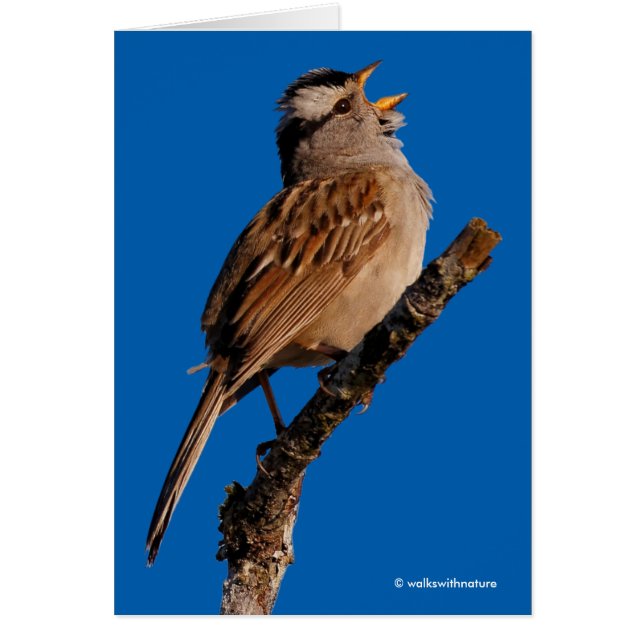 A White-Crowned Sparrow Sings to the Sun (Front)