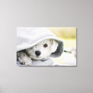 a white dog wearing a hood of shirt canvas print
