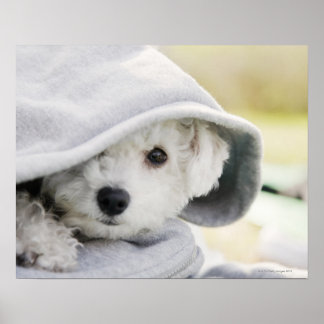 a white dog wearing a hood of shirt poster