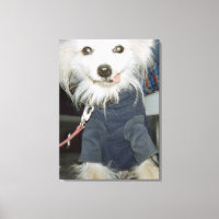 A white dog wearing clothes.