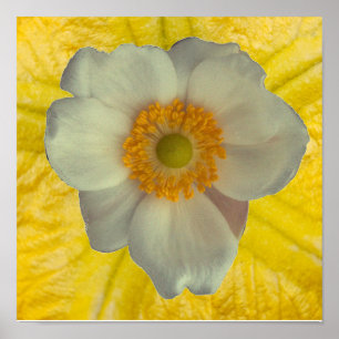 A white flower poster