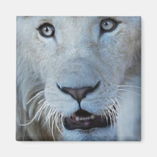 A White Lion in South Africa Magnet