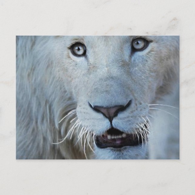 A White Lion in South Africa Postcard (Front)