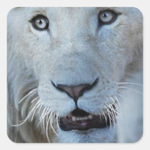A White Lion in South Africa Square Sticker
