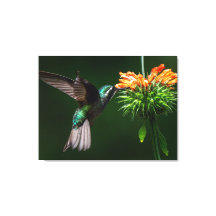 A White Mountain-gem Savours the Nectar of a Flowe