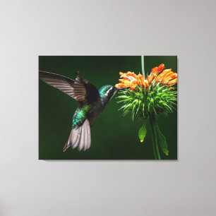 A White Mountain-gem Savours the Nectar of a Flowe Canvas Print