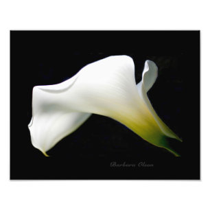 A white & pure Calla Lily:An anatomy of a flower Photo Print