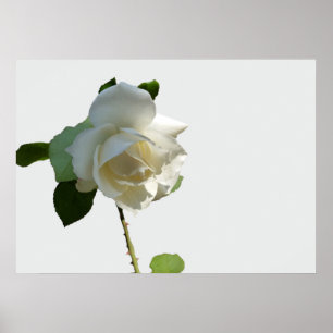 a white rose poster