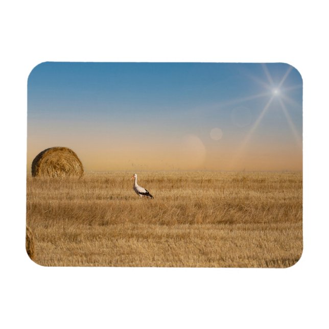 A white stork  magnet (Horizontal)