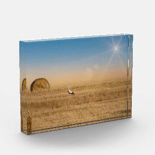 A white stork photo block