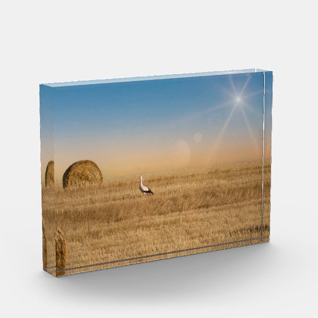 A white stork  photo block (Left)
