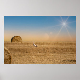 A white stork poster
